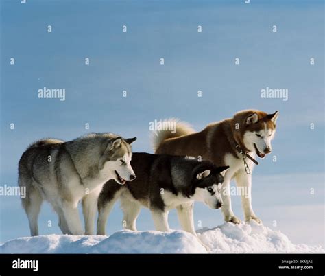 8 below fotos|Eight Below Photos